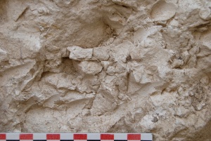 Les Vieilles Vignes, Mesnil-Saint-Loup