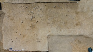 Le Bois de Fransache, Illiers-Combray